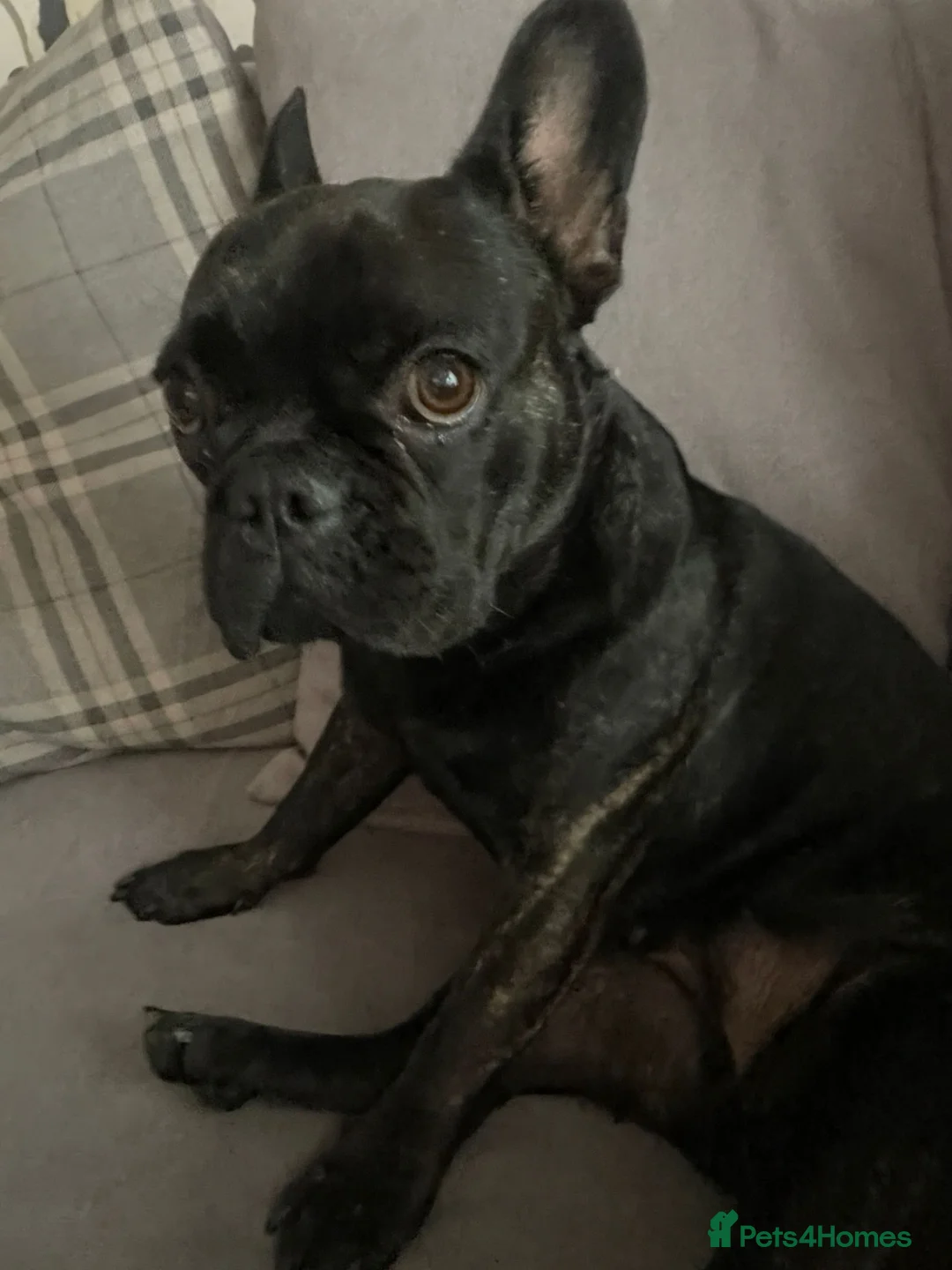 French Bulldog dogs for sale: French bulldog female  in Sunbury-on-Thames - Advert 1