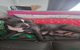 Staffordshire Bull Terrier dogs for sale: Blue Staffordshire bull terrier puppies  - Image 29