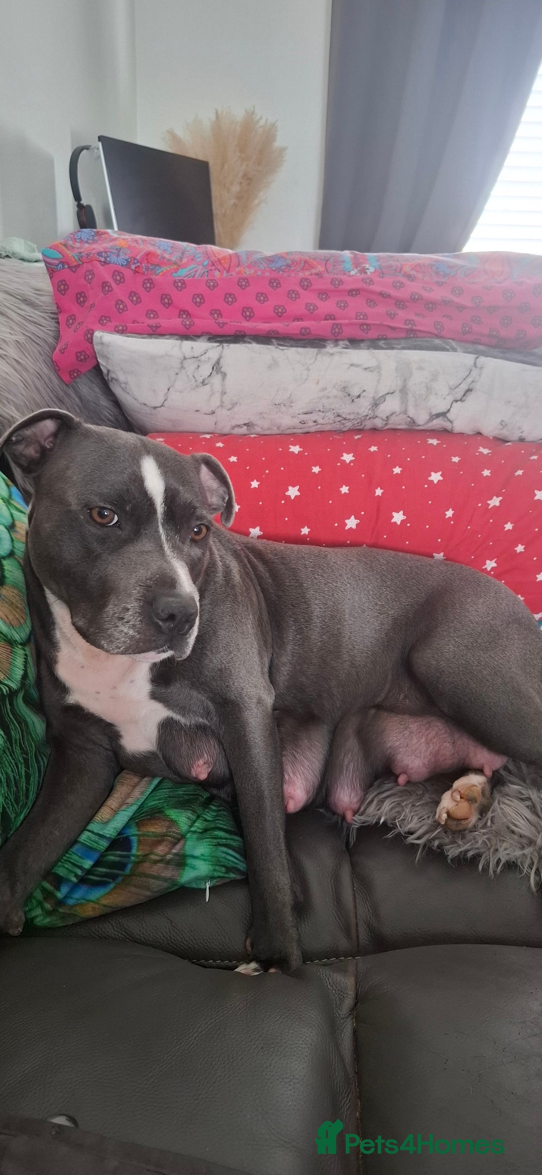 Staffordshire Bull Terrier dogs for sale: Blue Staffordshire bull terrier puppies  - Image 29