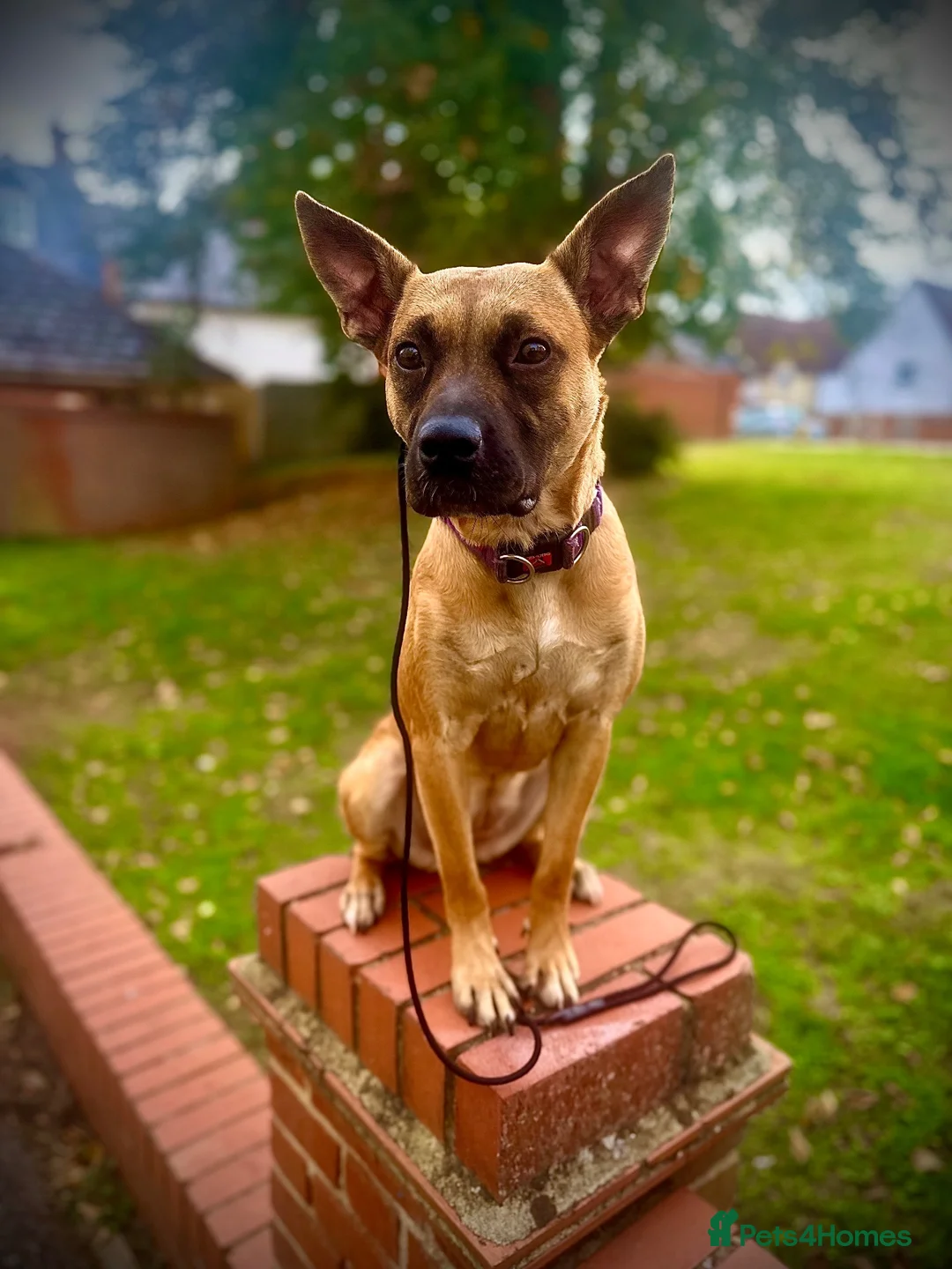 Mixed Breed dogs for sale: Zafina 11 m staffy cross Mali  - Advert 2