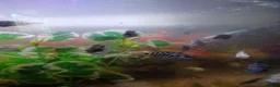 Cichlids fish for sale: Cichlids in Sheffield - Advert 8