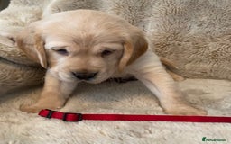Cockerdor dogs for sale: Adorable f1 cockerdor puppies - Image 15