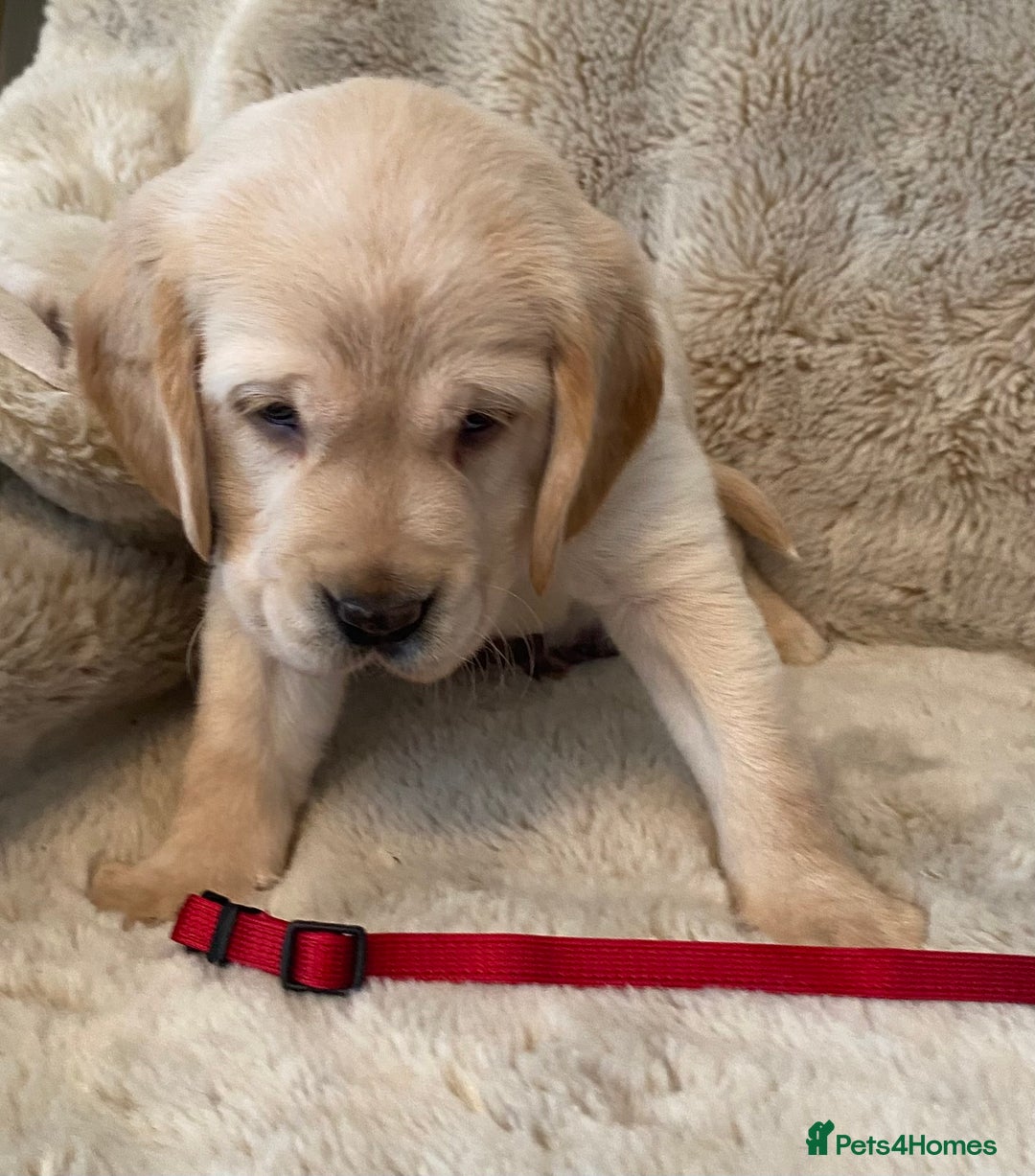 Cockerdor dogs for sale: Adorable f1 cockerdor puppies - Image 15