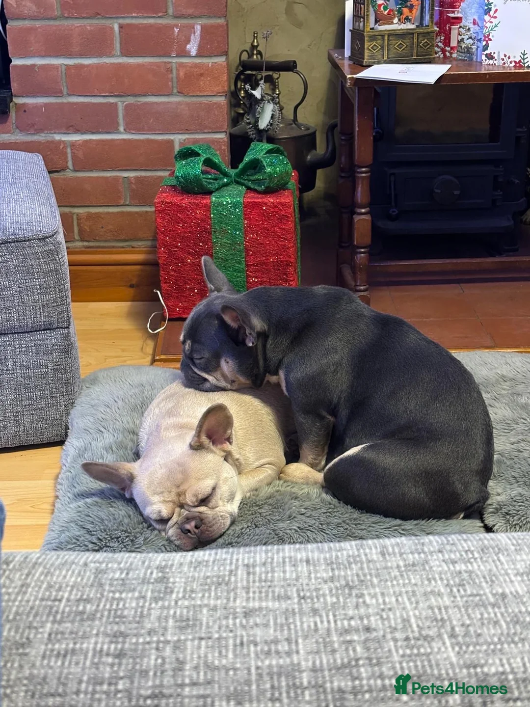 French Bulldog dogs for sale: Two French bulldogs in St. Neots - Advert 6