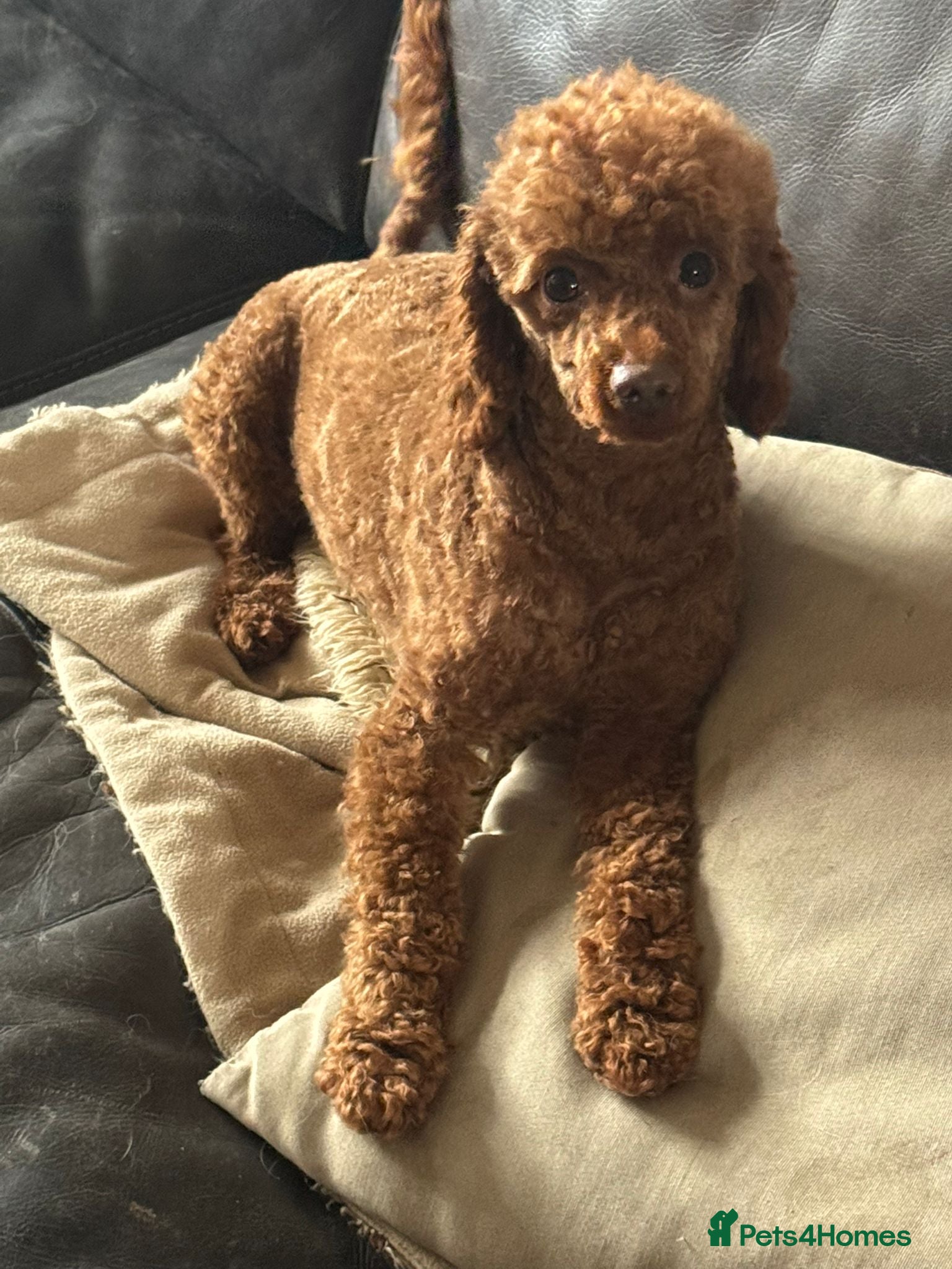 Toy Poodle dogs RED TOY POODLE MALE KC reg Ukrainian  - Advert 4