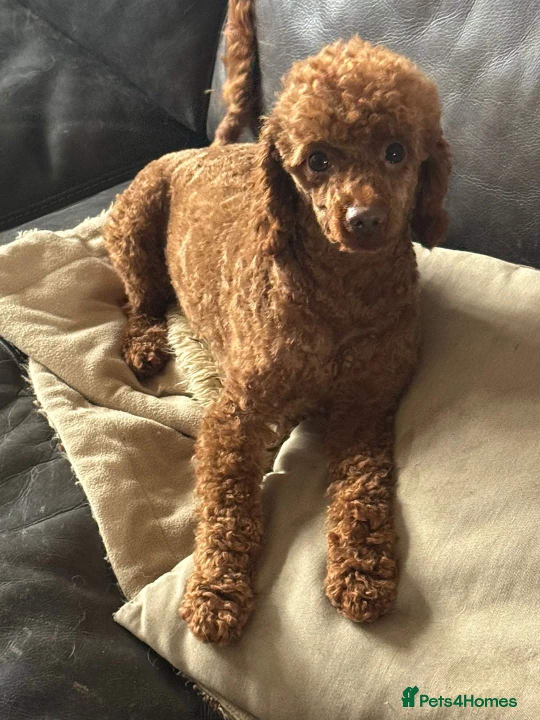 Toy Poodle dogs for sale: RED TOY POODLE MALE  - Advert 7