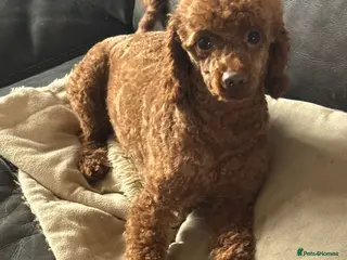 Toy Poodle dogs RED TOY POODLE MALE KC reg Ukrainian - Advert 4