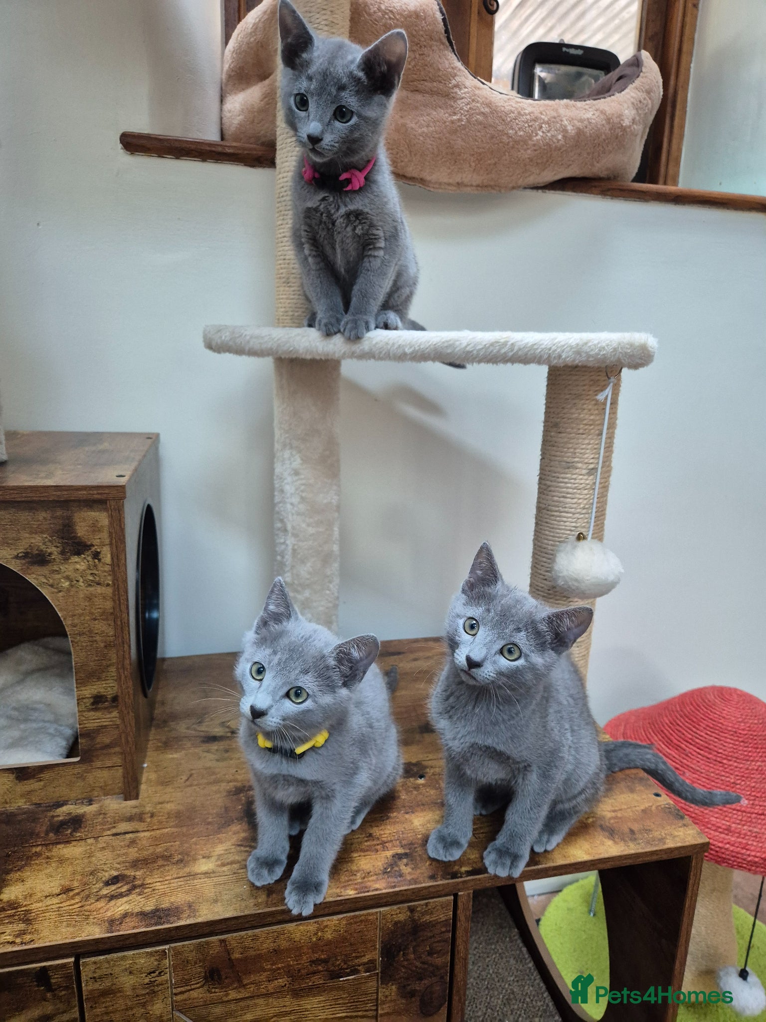 Russian Blue cats Russian Blue Kittens Loving Homes Only TICA Reg - Advert 2