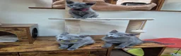 Russian Blue cats for sale: Russian Blue Kittens Loving Homes Only TICA Reg - Advert 1