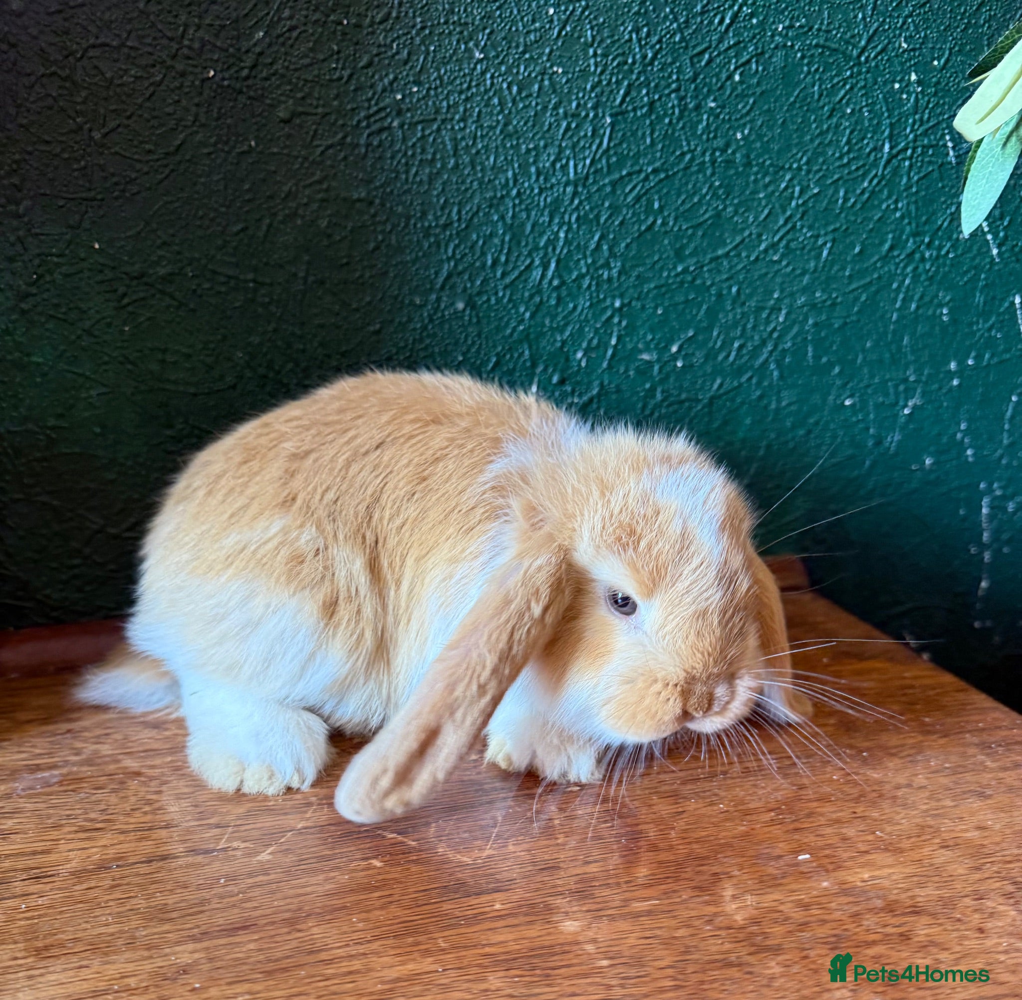 French Lop rabbits 1 Pure French Lop Doe Left ♥️ - Advert 1