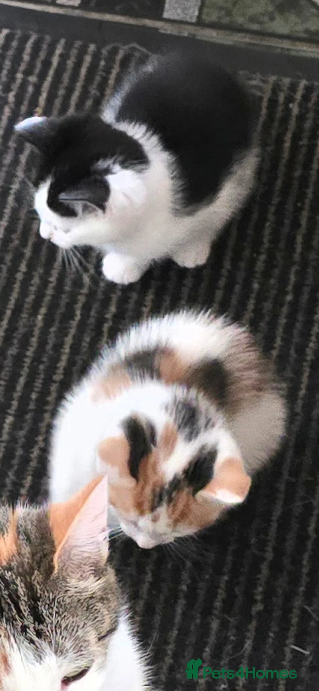 Mixed Breed cats for sale: 1 female kitten - Advert 4