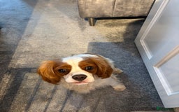 King Charles Spaniel dogs for sale: King Charles cavalier - Image 4