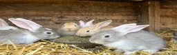 Continental Giant rabbits for sale: Various Continental Giant babies available  - Advert 12