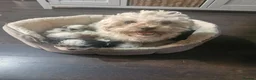 Malshi dogs for sale: Malshi in Dundee - Advert 1