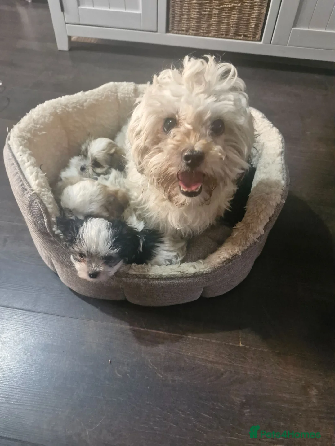 Malshi dogs for sale: Malshi in Dundee - Advert 1