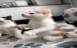 Domestic Shorthair cats for sale: Beautiful and adorable kittens for sale☺️ - Image 22