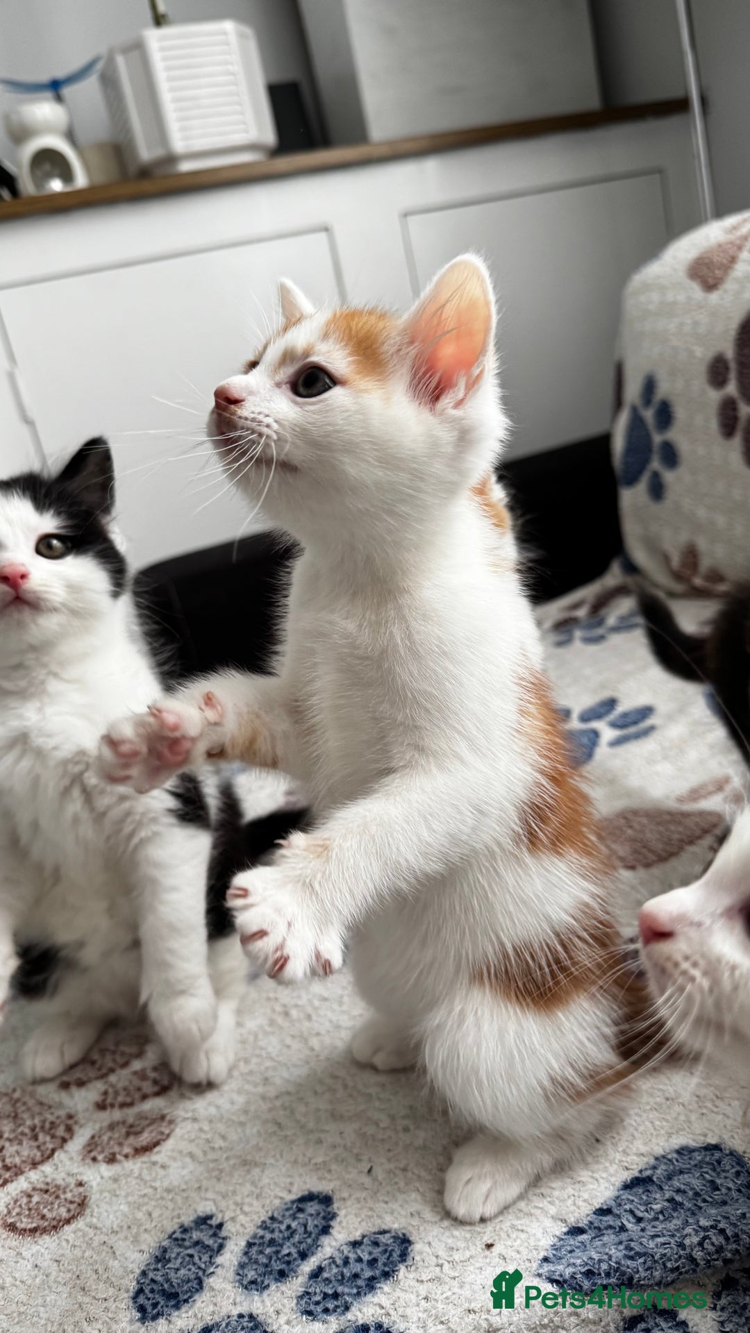 Domestic Shorthair cats for sale: Beautiful and adorable kittens for sale☺️ - Image 22