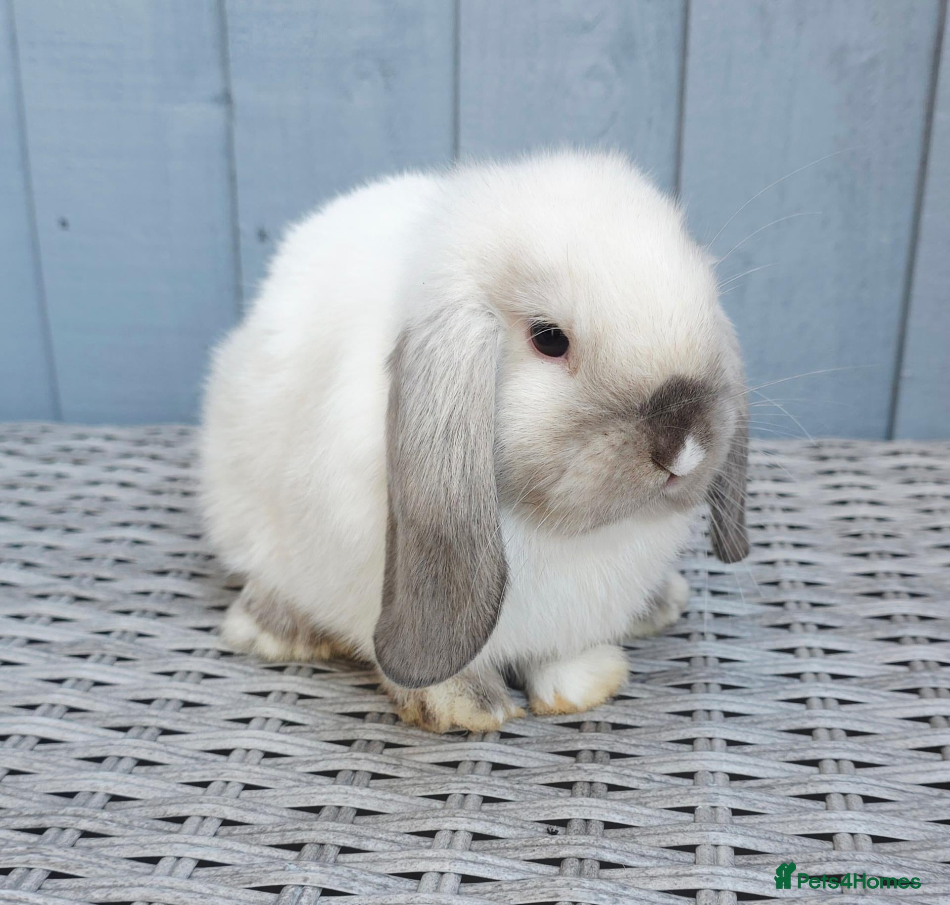 Mini Lop rabbits Gorgeous Baby Mini Lop Girl - Advert 1