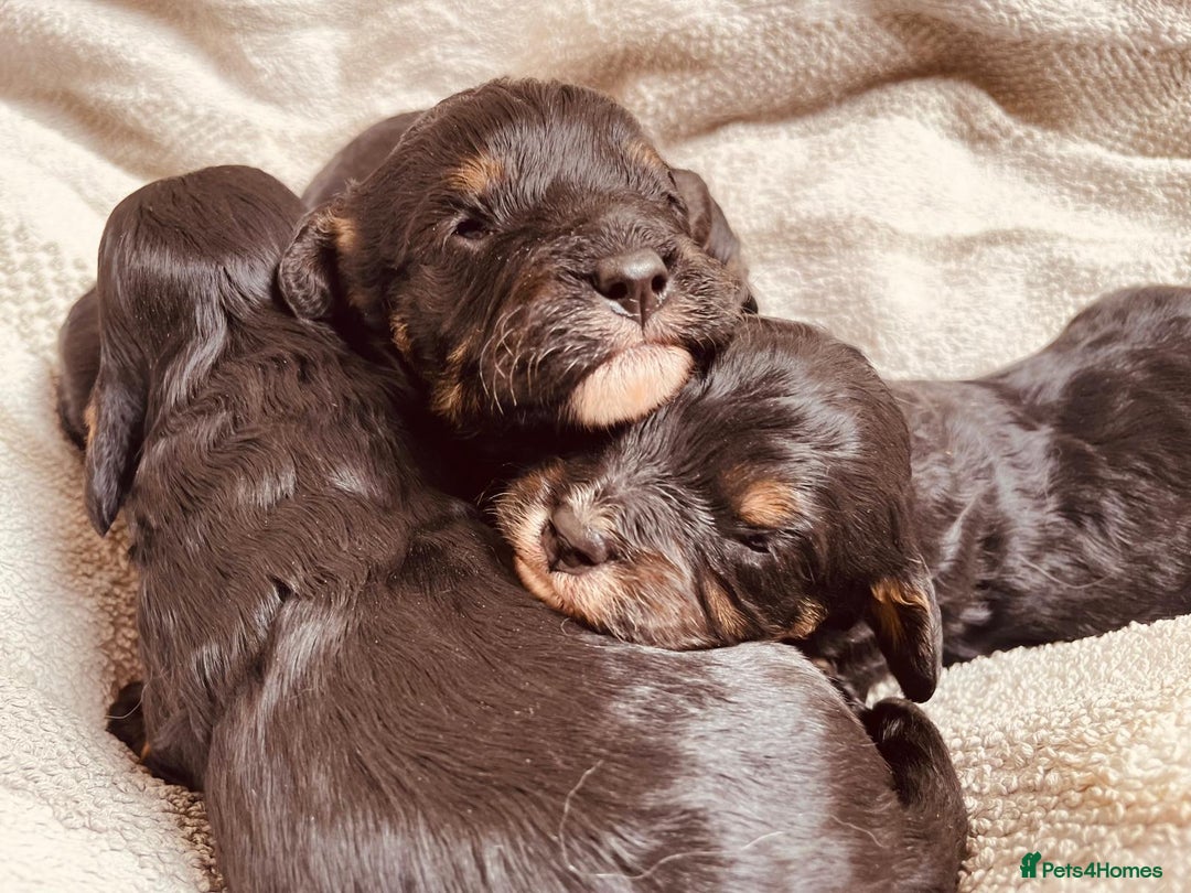 Cavapoo dogs for sale: Beautiful cavapoos  - Image 8