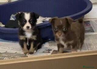 Chihuahua dogs Chihuahua puppies READY DECEMBER - Advert 19