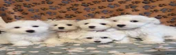 Maltese dogs for sale: Stunning Maltese puppies - Advert 1