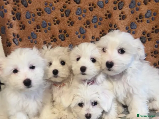 Maltese dogs for sale: Stunning Maltese puppies - Advert 1