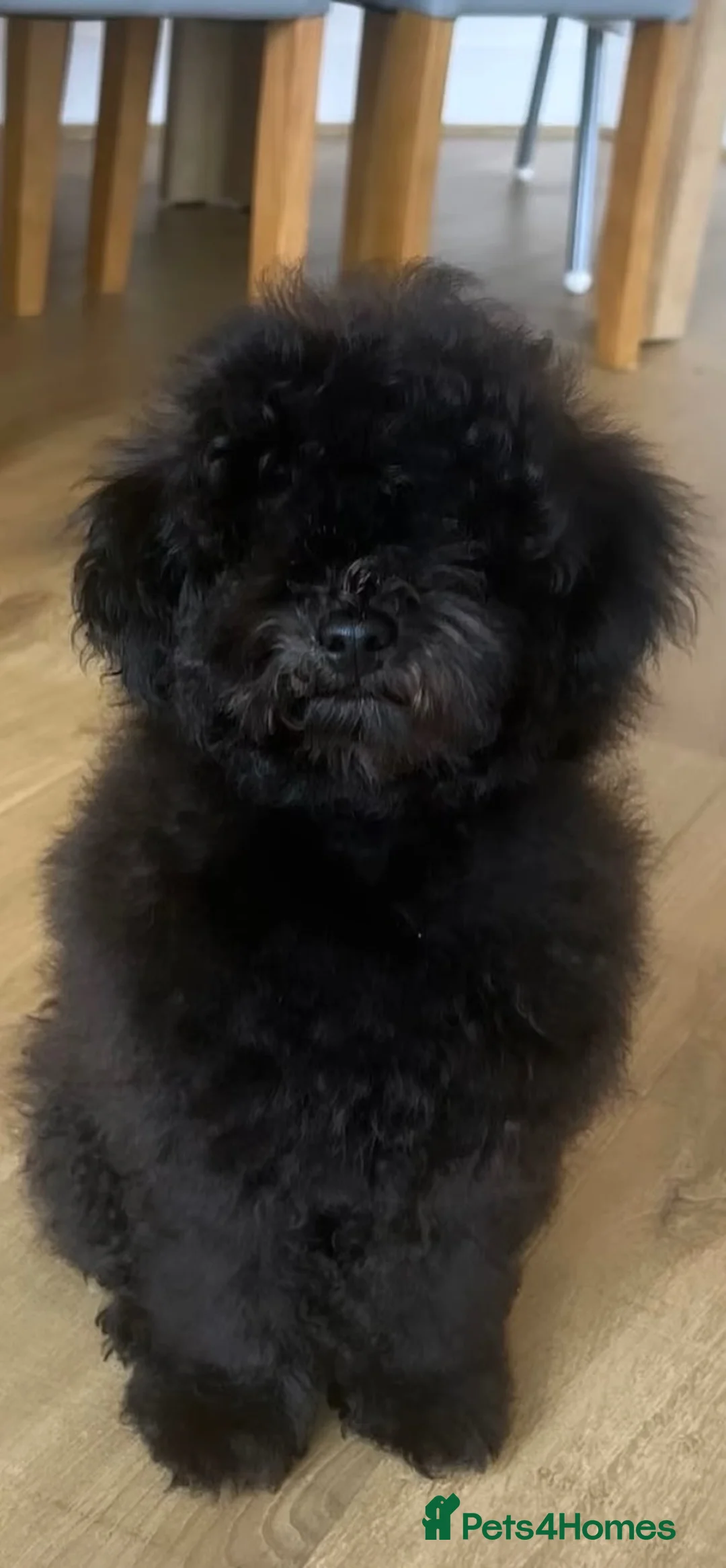 Cavapoo dogs for sale: 🐾Beautiful Girl 6 Month Old F1 CavapooCoco 🐾 in Southampton - Advert 2