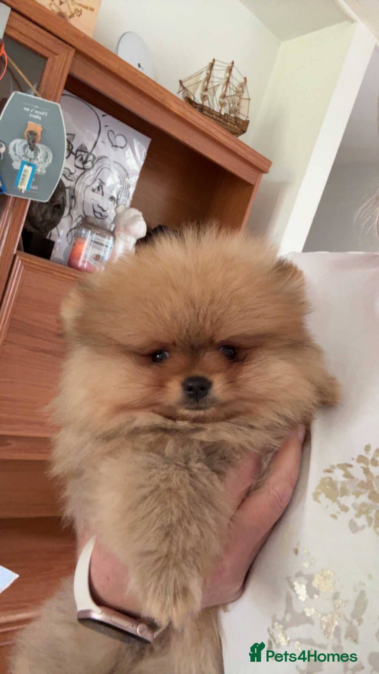 Pomeranian dogs Pomeranian puppies KC registered  - Advert 14