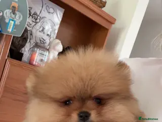 Pomeranian dogs Pomeranian puppies KC registered - Advert 14