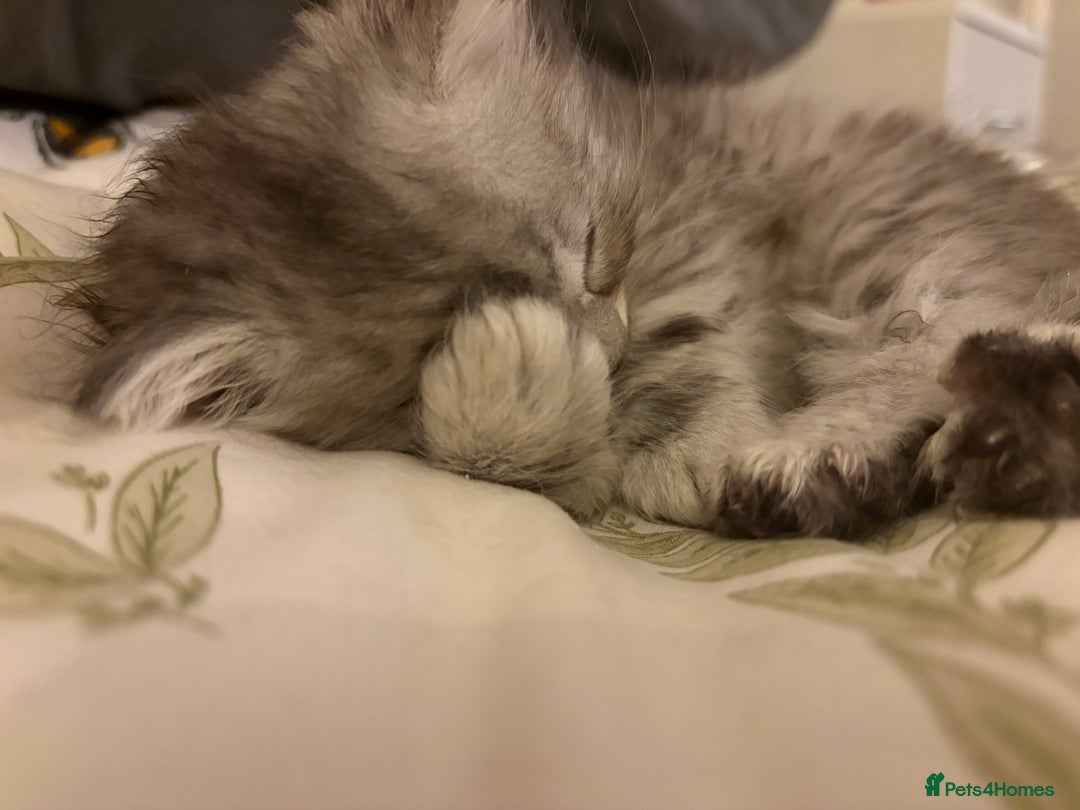 British Shorthair cats for sale: 5 British Chinchilla Shorthair Mix Kittens - Image 4