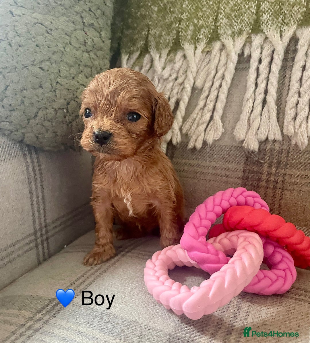 Cavapoo dogs for sale: Stunning Deep Red Health Tested F1 Cavapoos - Advert 4