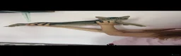 Abyssinian cats for sale: TICA Registered Abyssinian × Somali Kittens - Advert 12