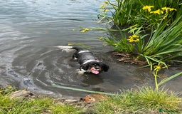 Cavalier King Charles Spaniel dogs for sale: Ava King Charles cavalier  - Image 5