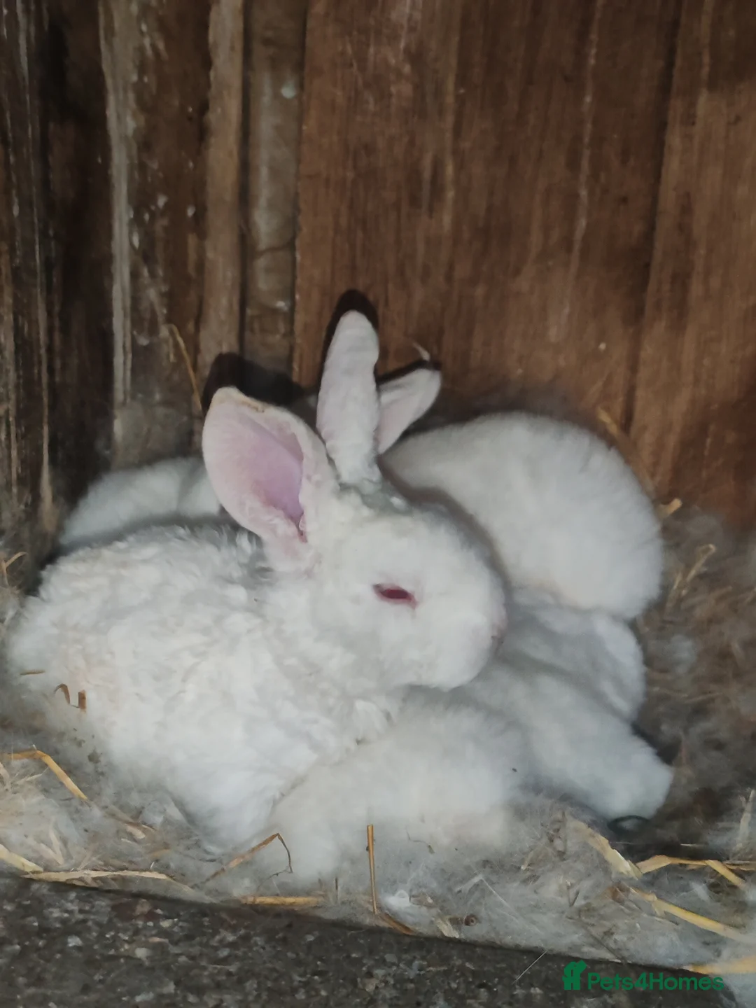 New Zealand rabbits for sale: Pure gorgeous new Zealand white rabbit  in Dewsbury - Advert 3
