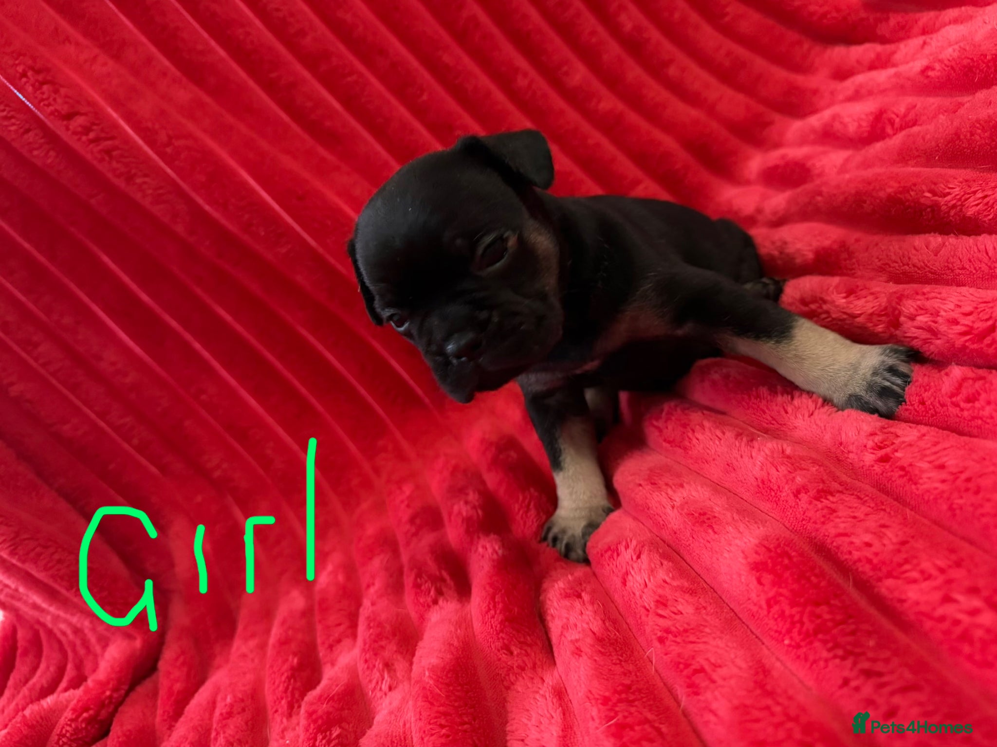 French Bulldog dogs 🐶French Bulldog Puppies For Sale – Ready Soon🐶 - Advert 1