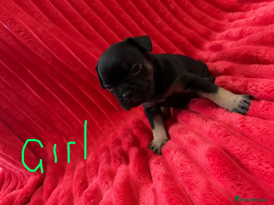 French Bulldog dogs for sale: 🐶French Bulldog Puppies For Sale – Ready Soon🐶 - Advert 2