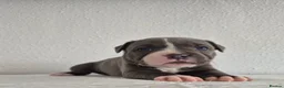 Staffordshire Bull Terrier dogs for sale: KC Registered Staffordshire Bull Terrier Puppies - Advert 16