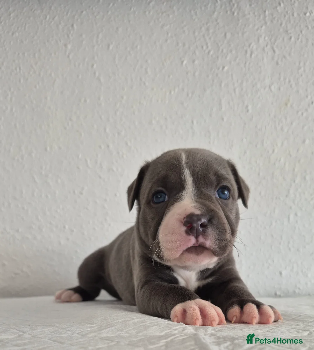 Staffordshire Bull Terrier dogs for sale: KC Registered Staffordshire Bull Terrier Puppies - Advert 16