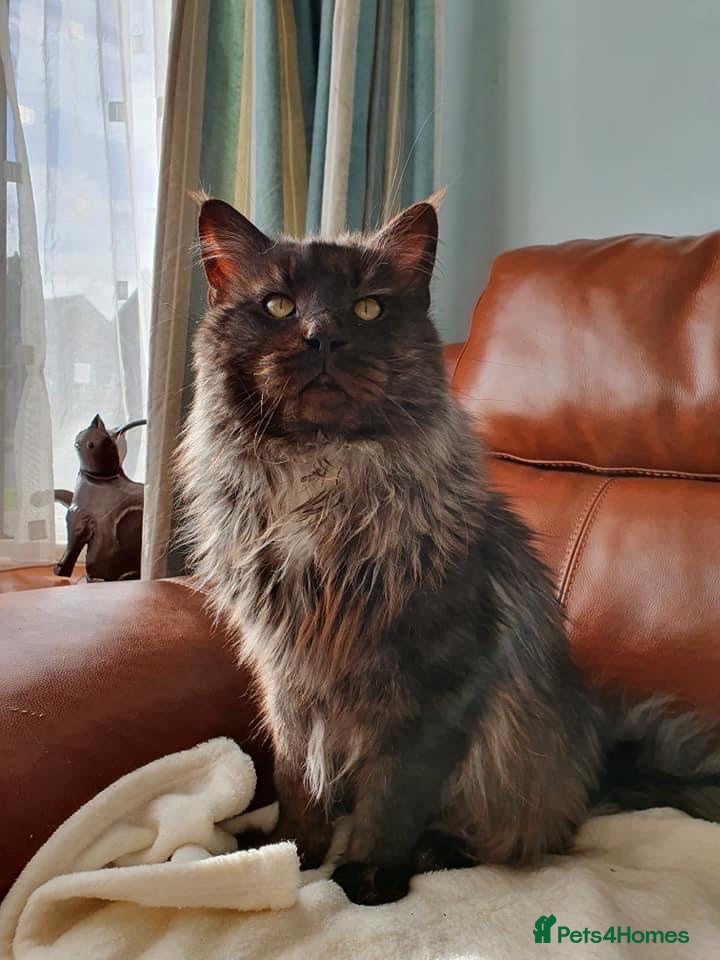 Maine Coon cats Tica registered mainecoon kittens ready to view - Advert 2