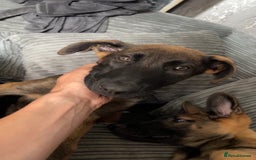 Mixed Breed dogs for sale: Bosco and nova  - Image 2
