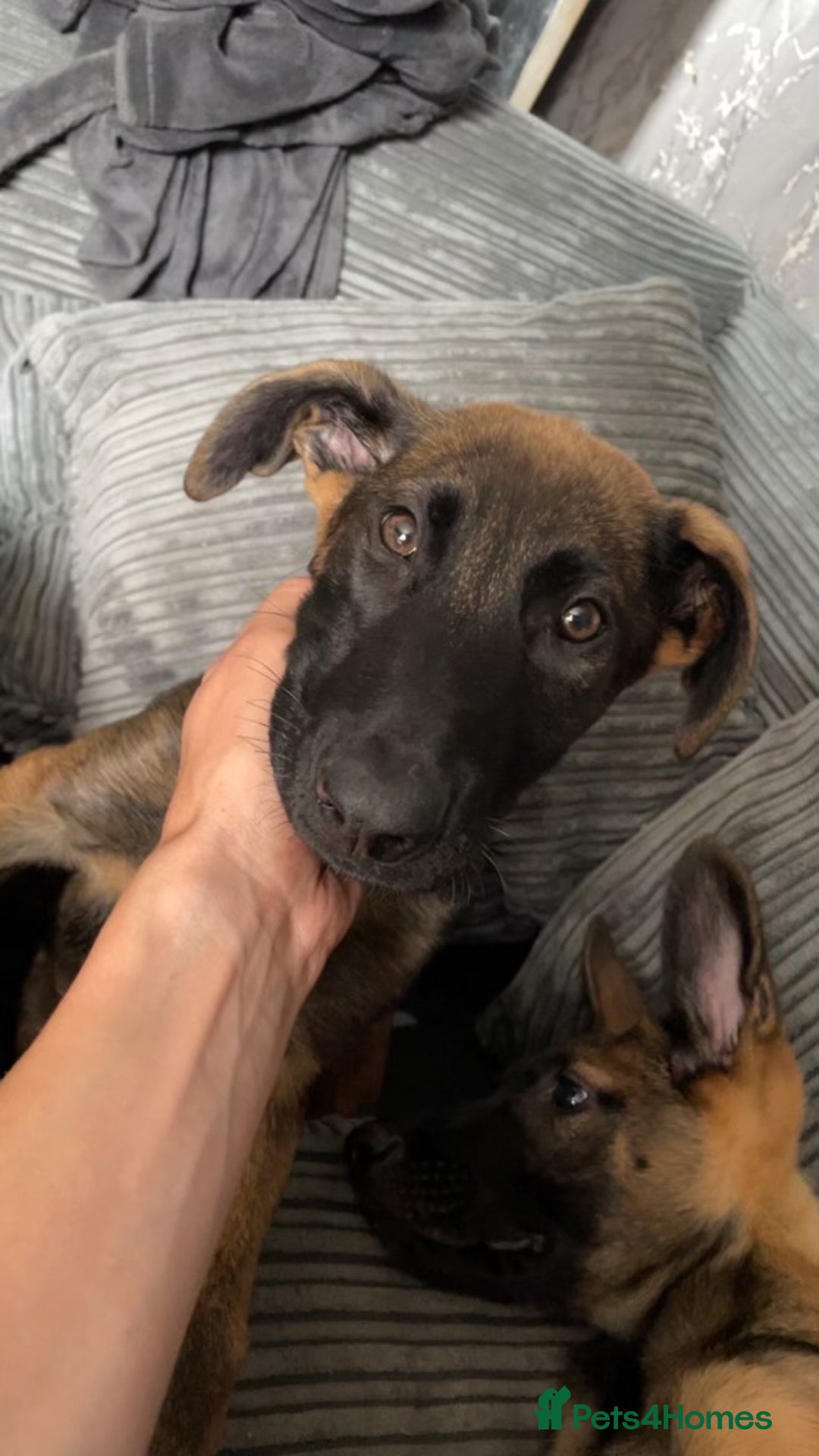 Mixed Breed dogs for sale: Bosco and nova  - Image 2