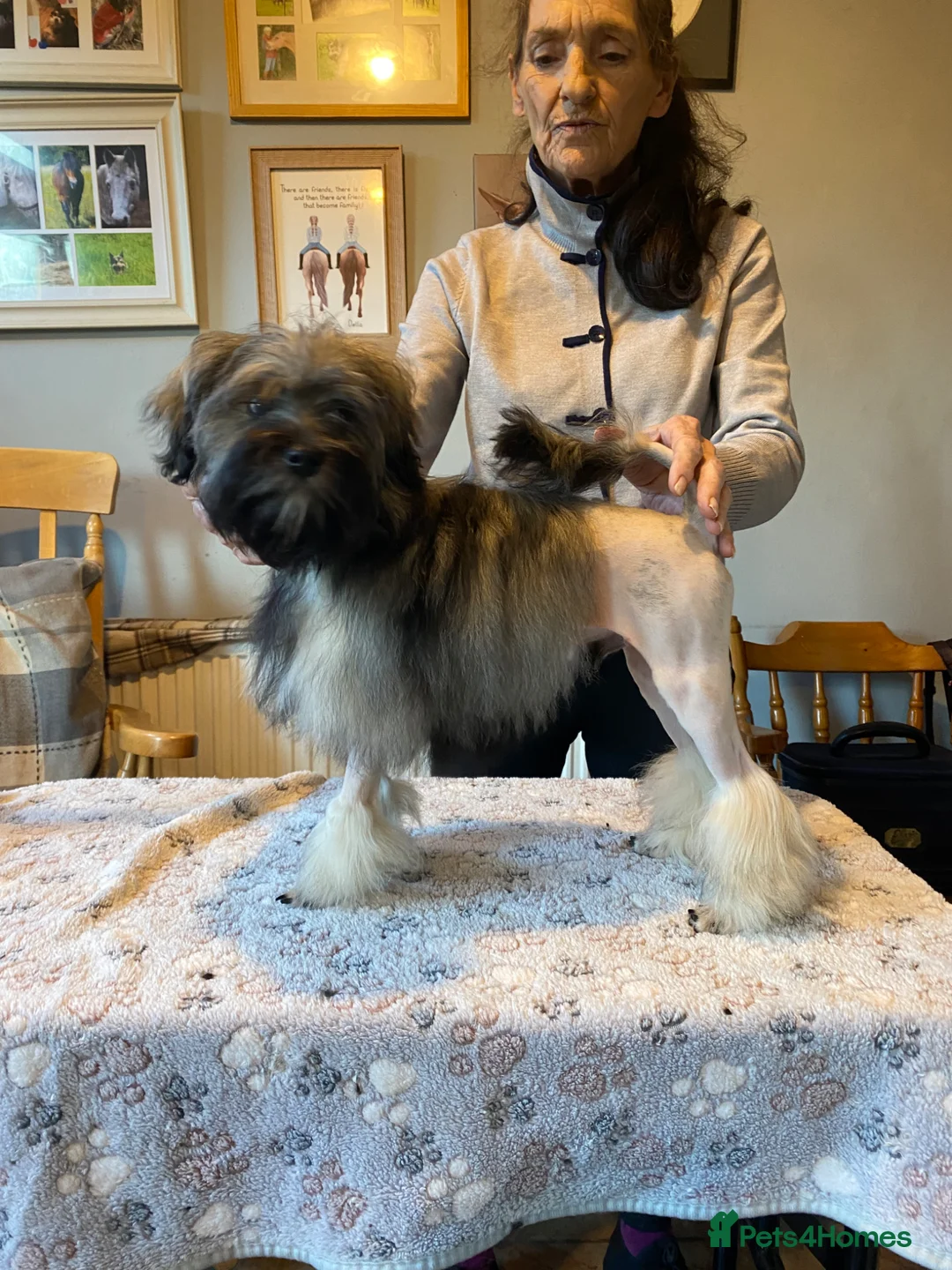 Lowchen dogs for sale: Lowchen puppy little lion dog in Ludlow - Advert 13