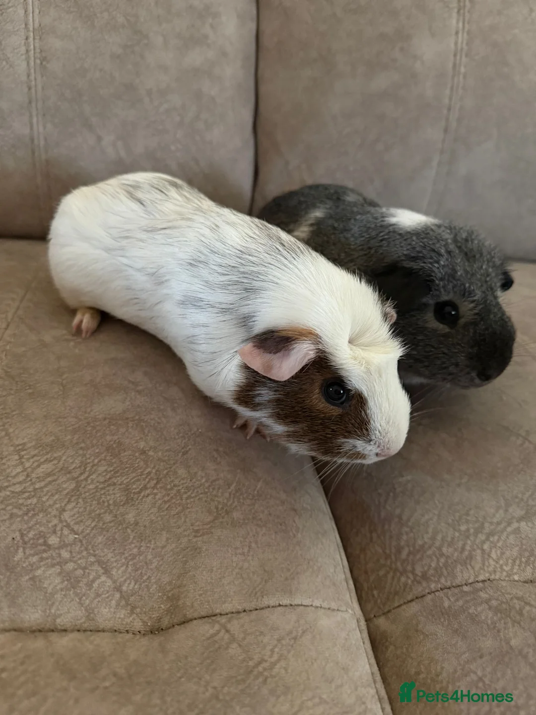 Guinea Pig rodents for sale: 2 Male Guinea Pigs in London - Advert 2