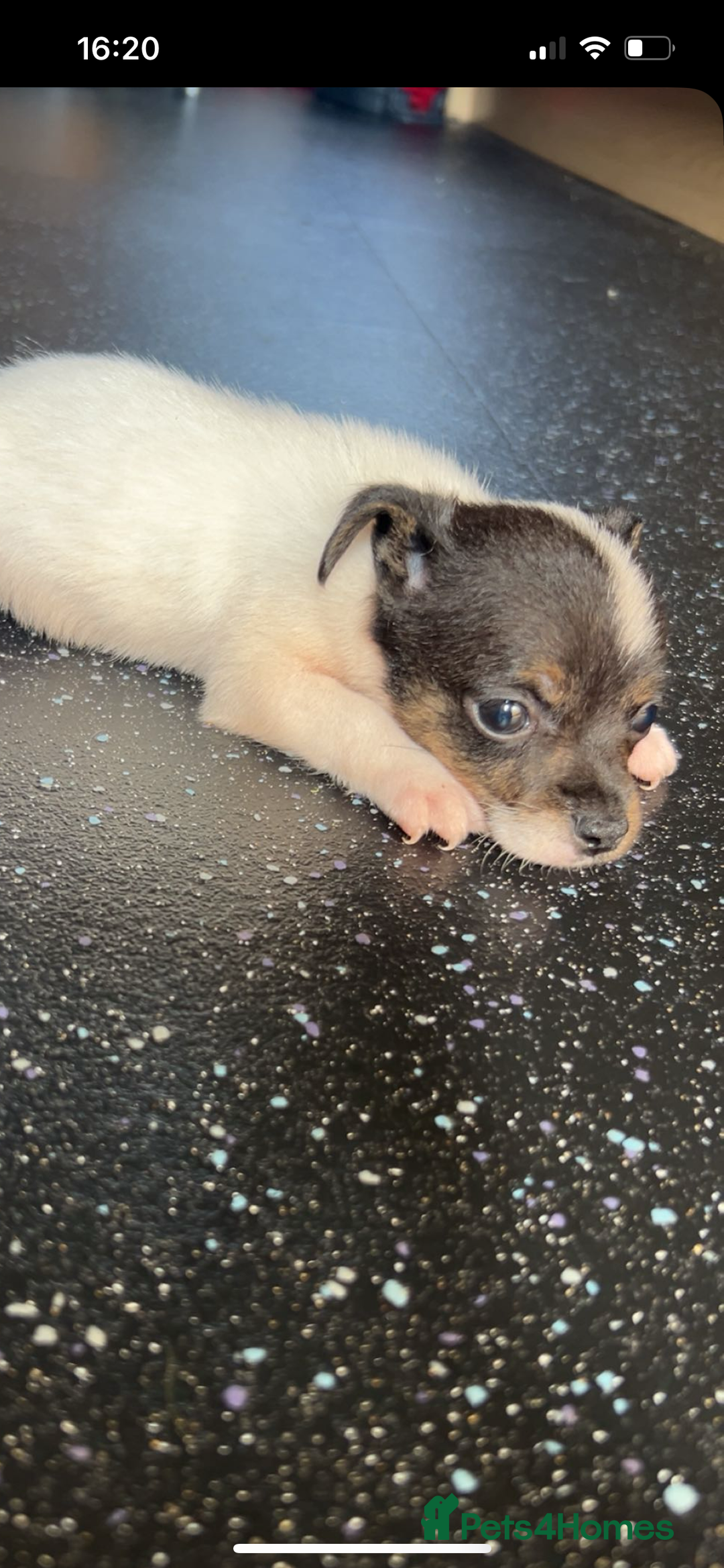 Jack Russell dogs for sale: Jack Russell  - Image 17
