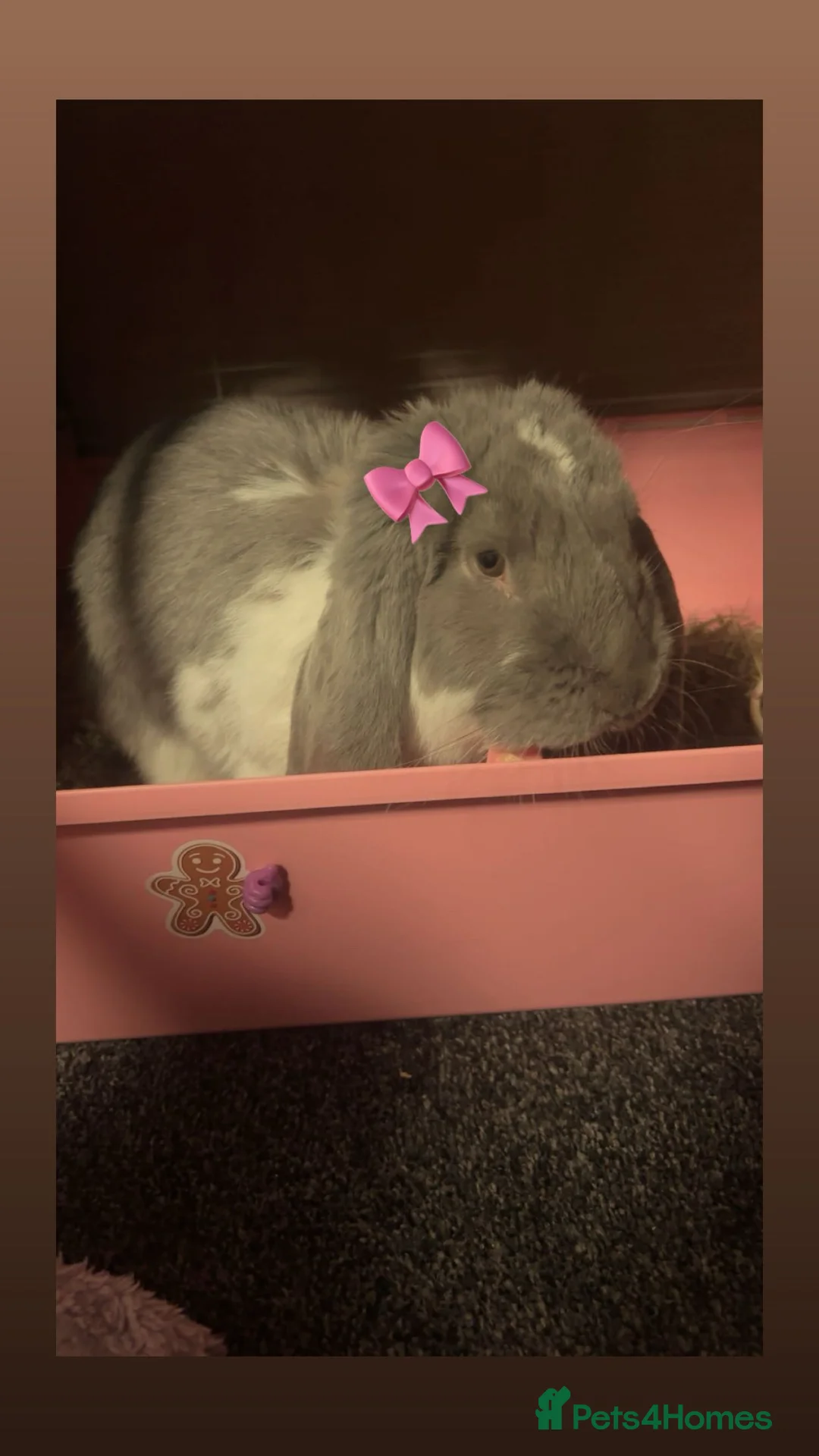 French Lop rabbits for sale: Gorgeous bunny  in Leicester - Advert 2