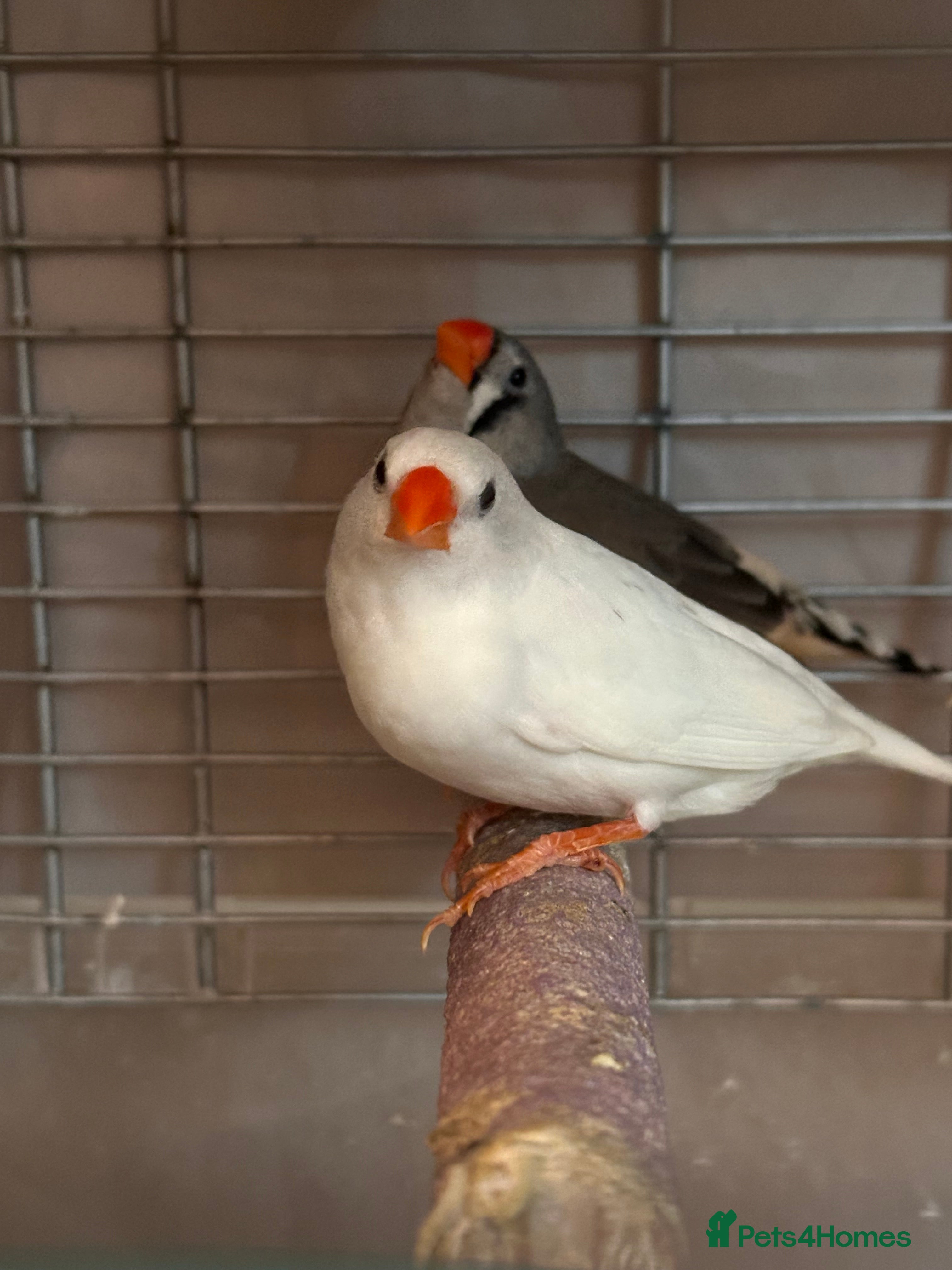 Finches birds Free to go for new home  - Advert 4