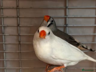 Finches birds Free to go for new home - Advert 9