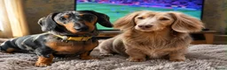 Miniature Dachshund dogs for sale: Ready for there forever homes this Thursday - Advert 2