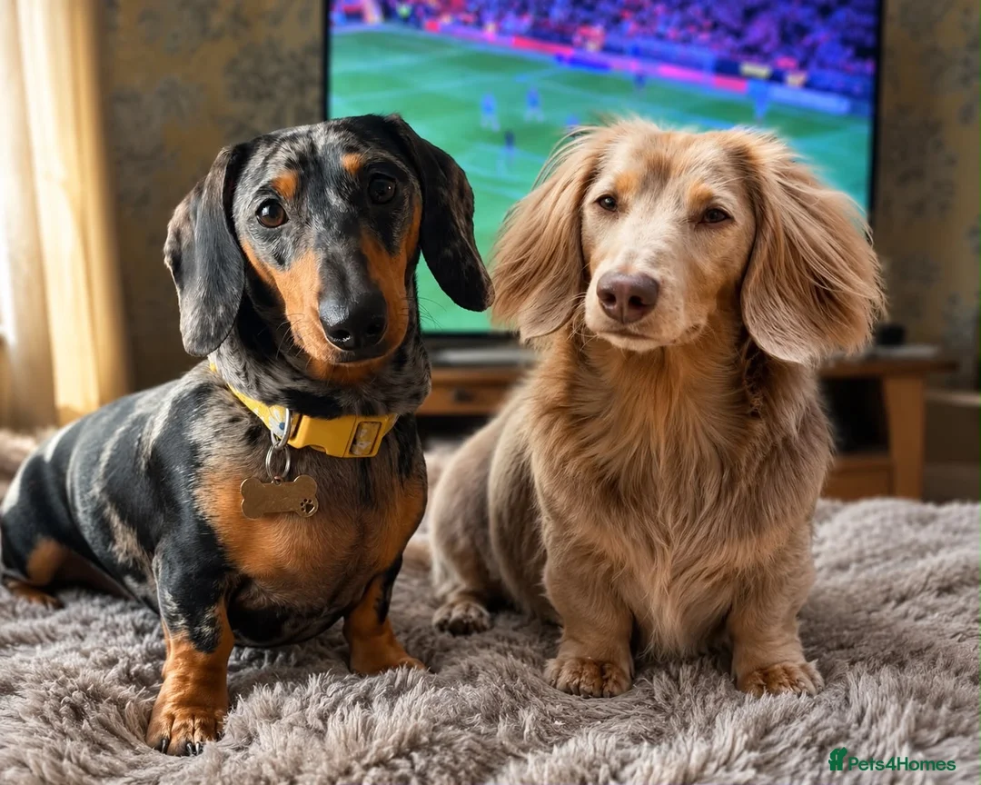 Miniature Dachshund dogs for sale: Ready for there forever homes this Thursday - Advert 2