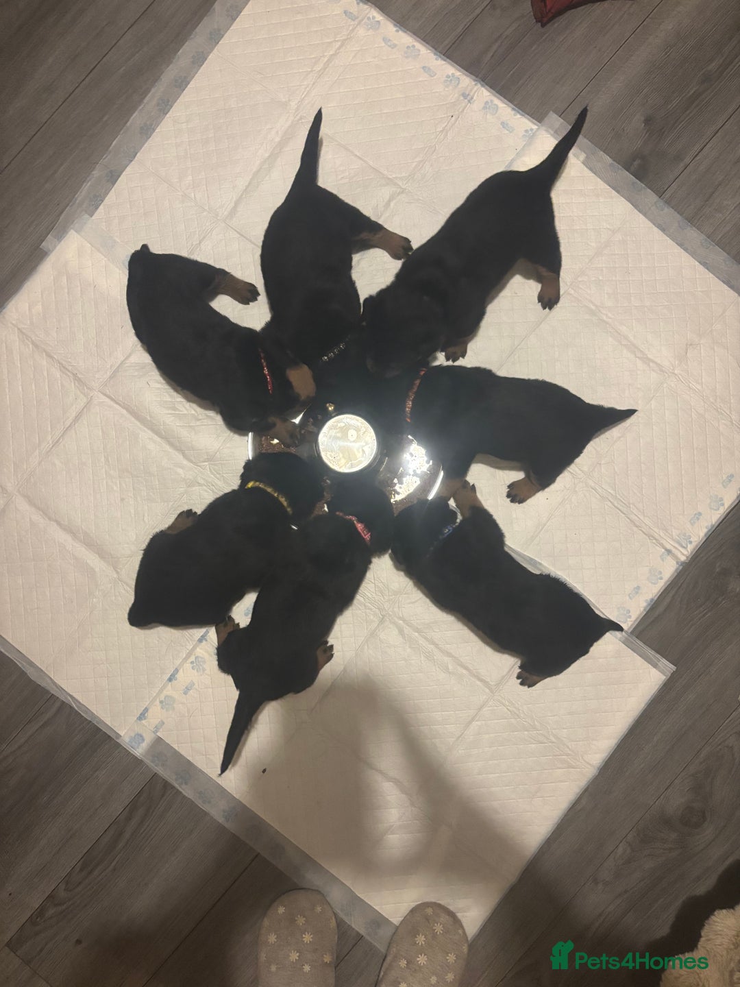Rottweiler dogs for sale: **7 Pure Breed Rottweiler puppies** - Advert 2